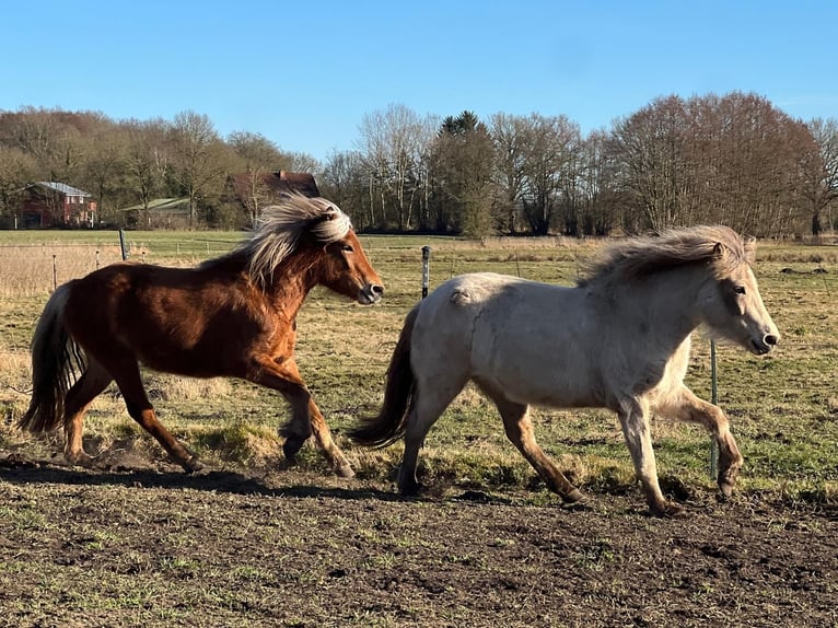 Islandpferd Stute 3 Jahre 139 cm in Blunk