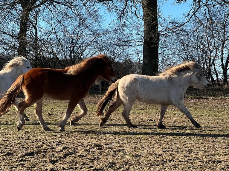 Islandpferd Stute 3 Jahre 139 cm in Blunk