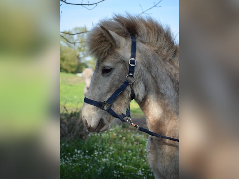 Islandpferd Stute 3 Jahre 139 cm in Blunk