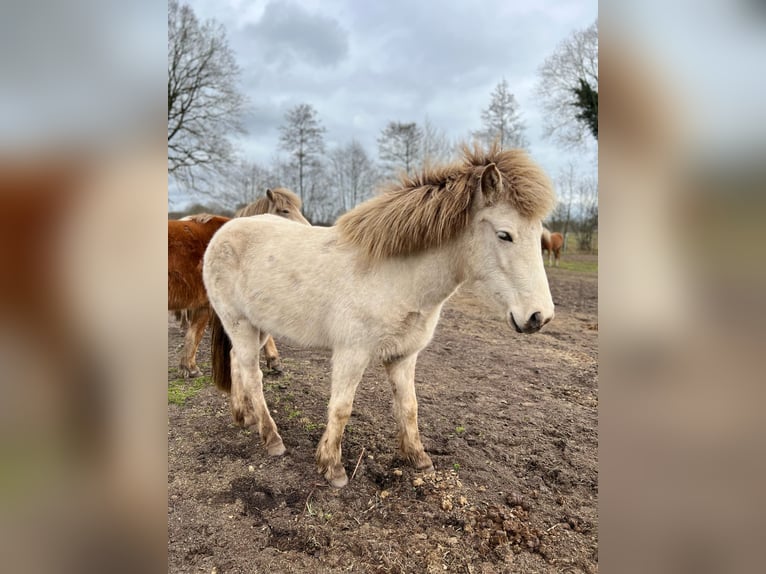 Islandpferd Stute 3 Jahre 139 cm in Blunk