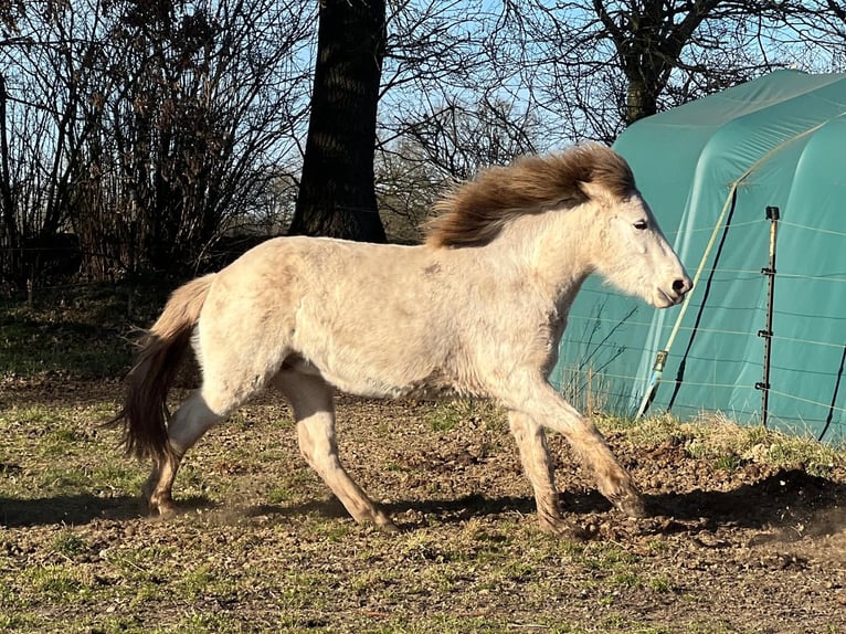 Islandpferd Stute 3 Jahre 139 cm in Blunk