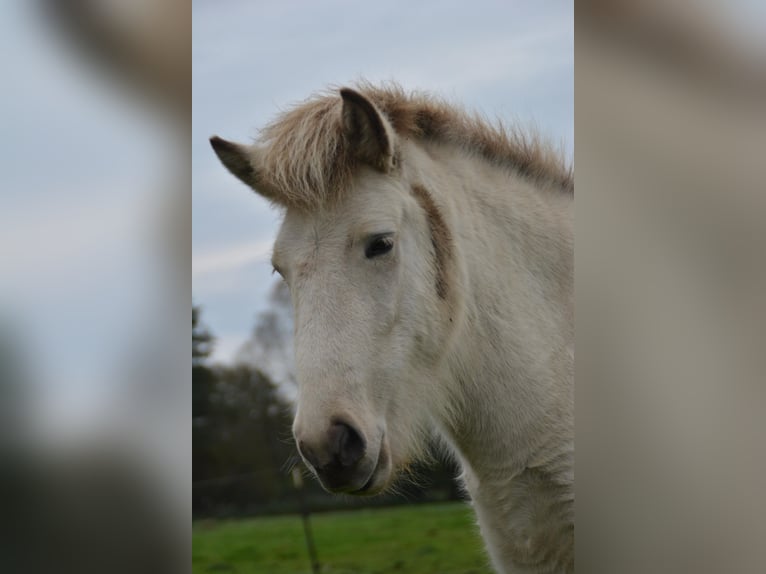 Islandpferd Stute 3 Jahre 139 cm in Blunk