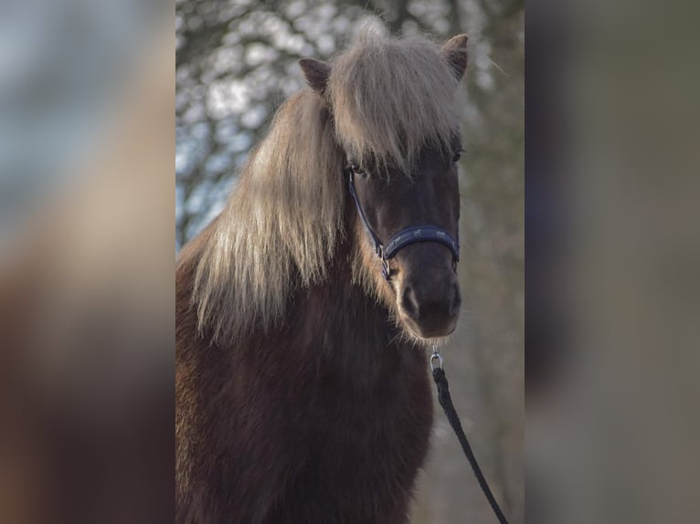 Islandpferd Stute 3 Jahre 139 cm in Blunk