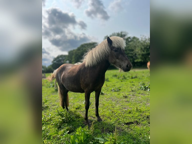 Islandpferd Stute 3 Jahre 139 cm in Blunk