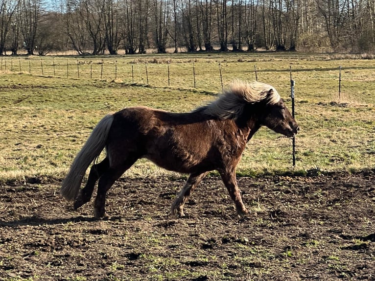 Islandpferd Stute 3 Jahre 139 cm in Blunk