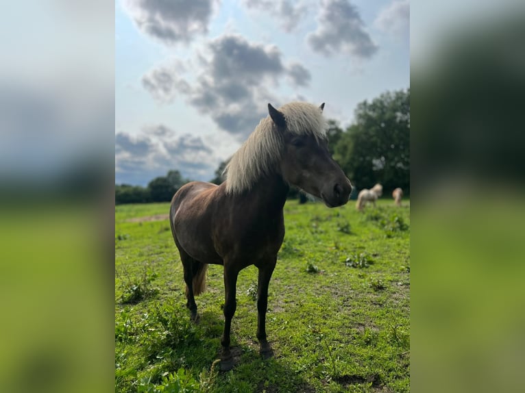Islandpferd Stute 3 Jahre 139 cm in Blunk