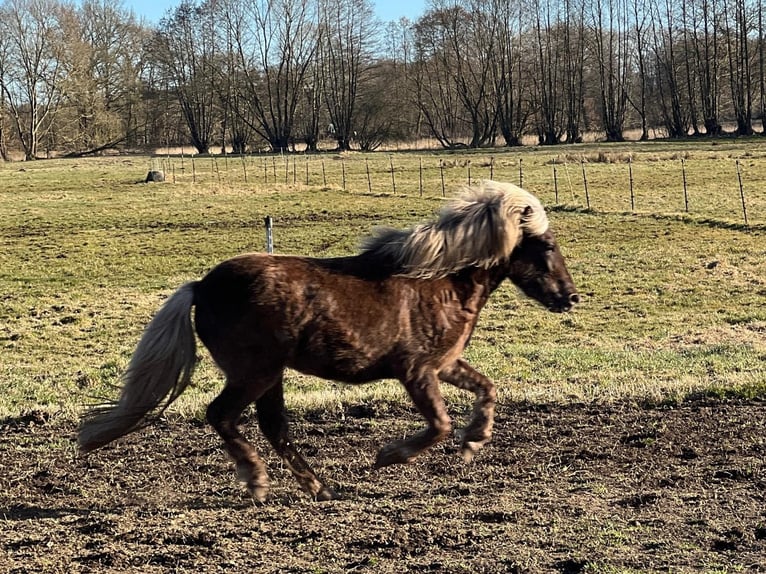 Islandpferd Stute 3 Jahre 139 cm in Blunk