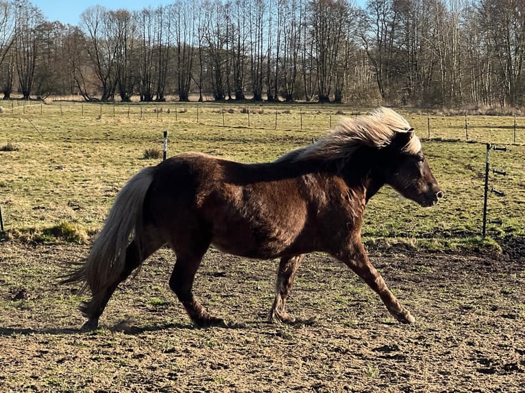 Islandpferd Stute 3 Jahre 139 cm in Blunk