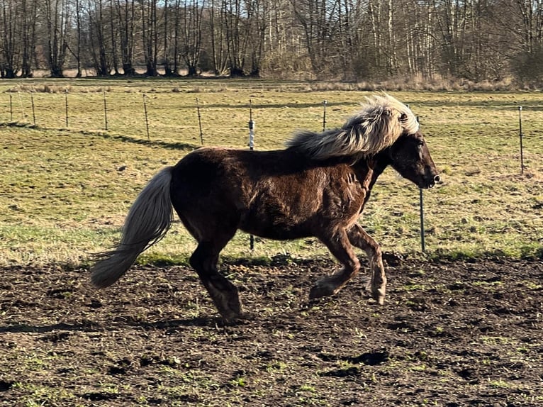 Islandpferd Stute 3 Jahre 139 cm in Blunk