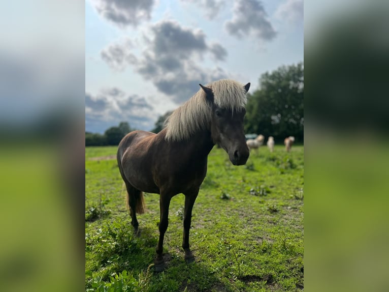 Islandpferd Stute 3 Jahre 139 cm in Blunk