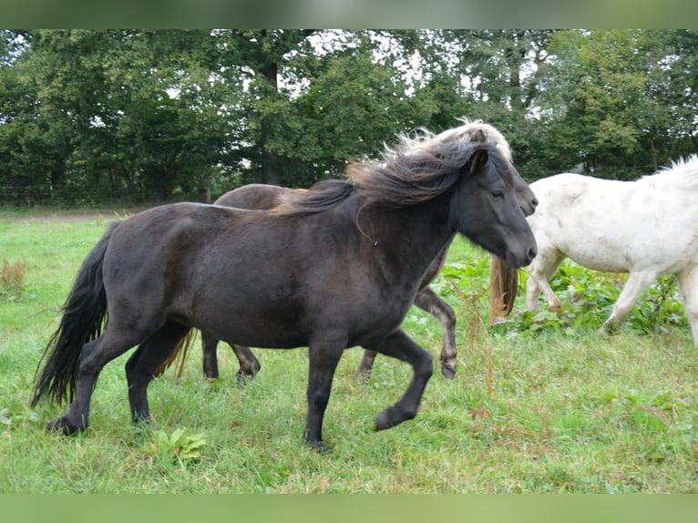 Islandpferd Stute 3 Jahre 139 cm Rappe in Bunk