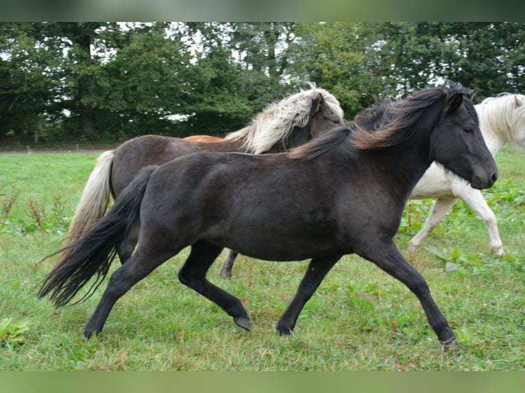 Islandpferd Stute 3 Jahre 139 cm Rappe in Bunk