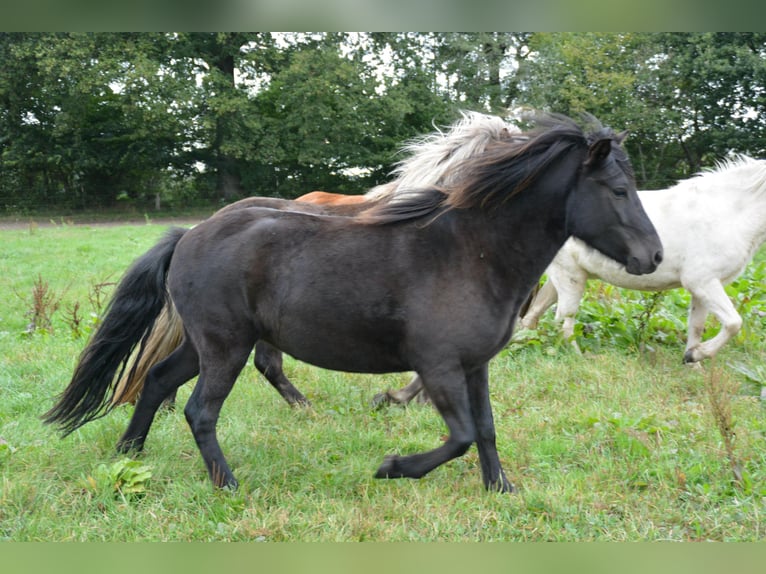 Islandpferd Stute 3 Jahre 139 cm Rappe in Bunk