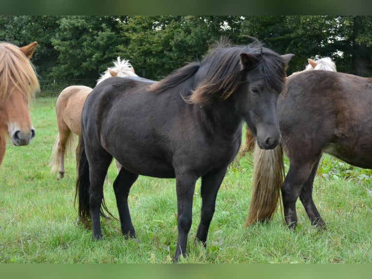 Islandpferd Stute 3 Jahre 139 cm Rappe in Bunk