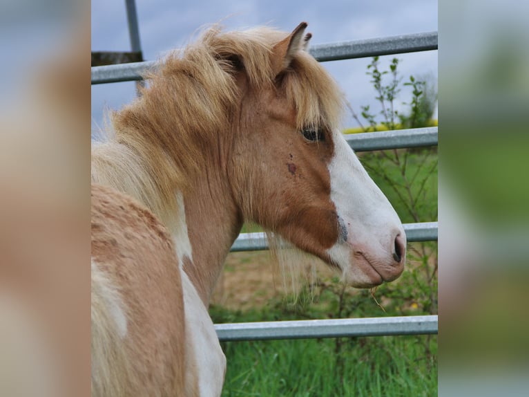 Islandpferd Stute 3 Jahre 139 cm Schecke in Saarland