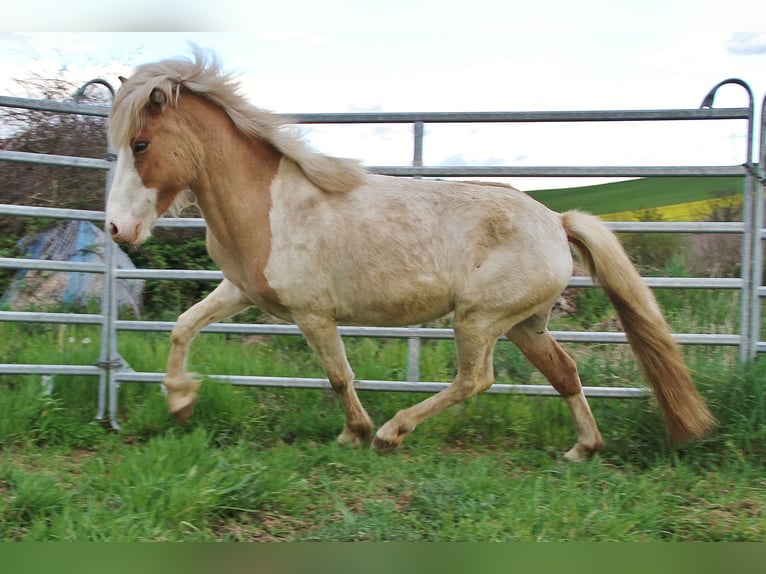 Islandpferd Stute 3 Jahre 139 cm Schecke in Saarland