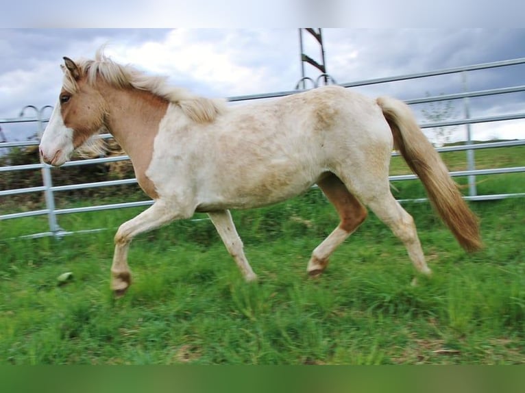 Islandpferd Stute 3 Jahre 139 cm Schecke in Saarland