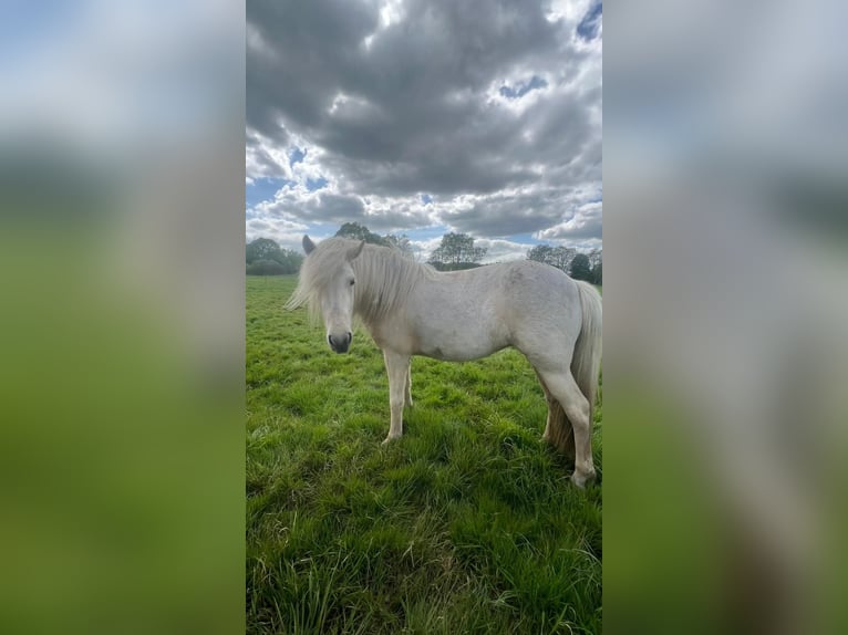 Islandpferd Stute 3 Jahre 139 cm in Blunk
