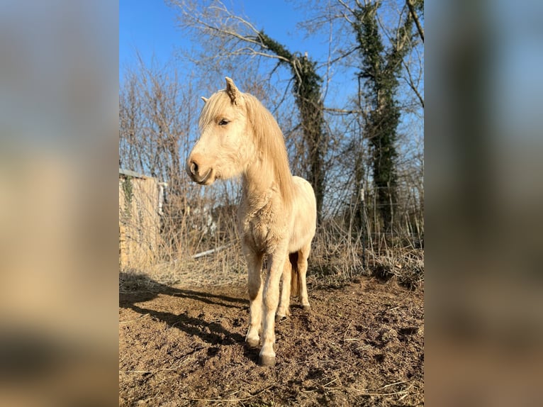 Islandpferd Stute 3 Jahre 139 cm in Blunk