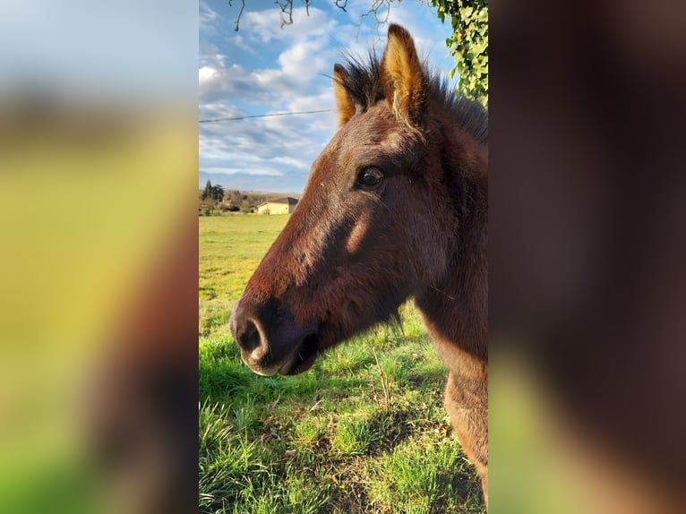 Islandpferd Stute 3 Jahre 140 cm Dunkelbrauner in Saint Marcellin