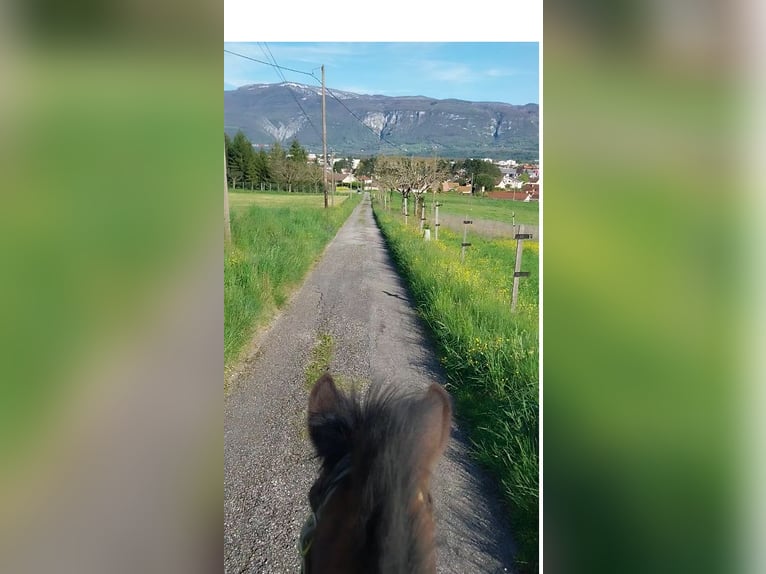 Islandpferd Stute 3 Jahre 140 cm Dunkelbrauner in Saint Marcellin
