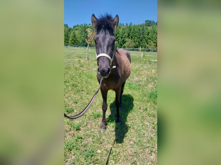 Islandpferd Stute 3 Jahre 140 cm Dunkelbrauner in Saint Marcellin