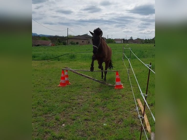 Islandpferd Stute 3 Jahre 140 cm Dunkelbrauner in Saint Marcellin