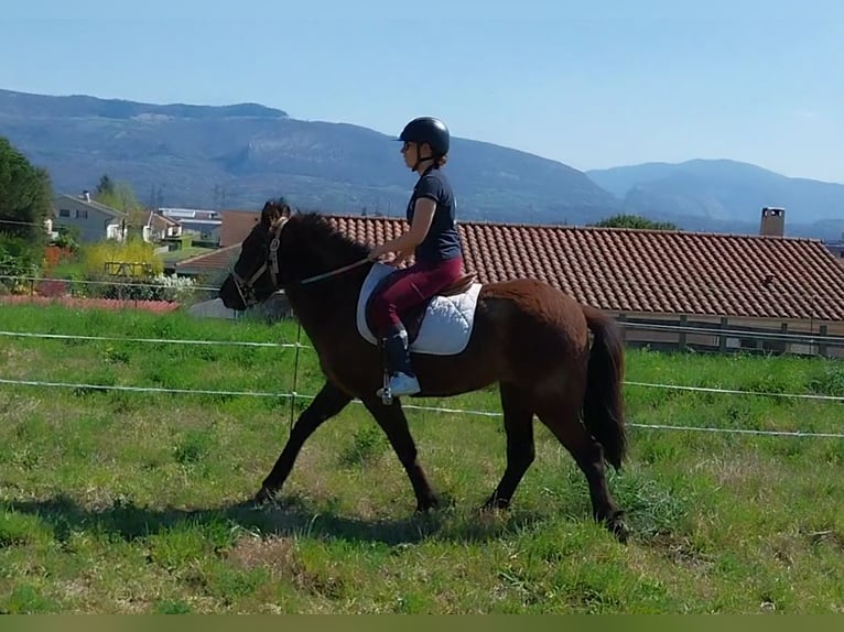 Islandpferd Stute 3 Jahre 140 cm Dunkelbrauner in Saint Marcellin