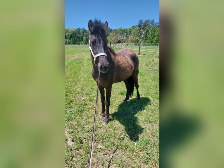 Islandpferd Stute 3 Jahre 140 cm Dunkelbrauner in Saint Marcellin