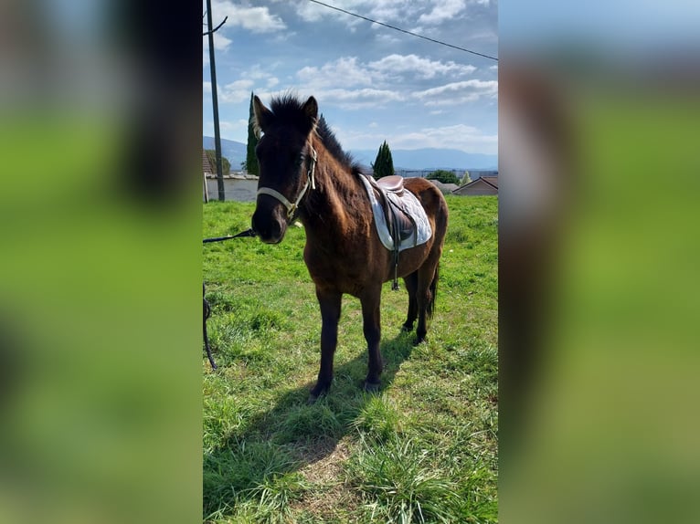 Islandpferd Stute 3 Jahre 140 cm Dunkelbrauner in Saint Marcellin