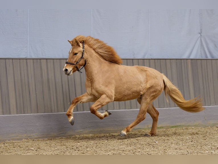 Islandpferd Stute 3 Jahre 140 cm Falbe in Thuine
