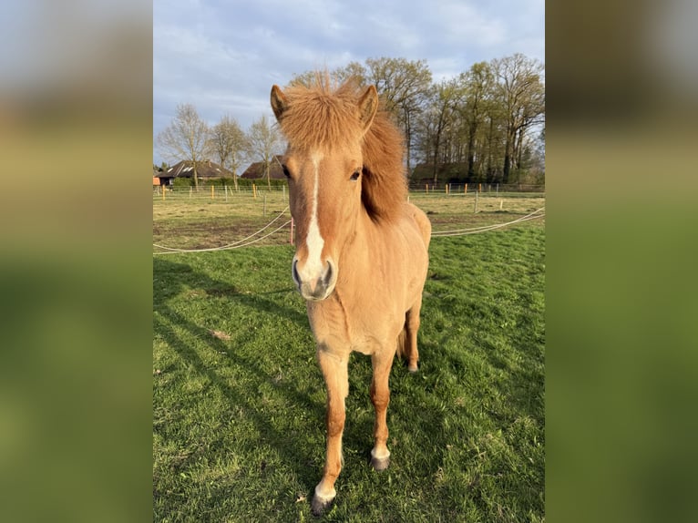 Islandpferd Stute 3 Jahre 140 cm Falbe in Thuine