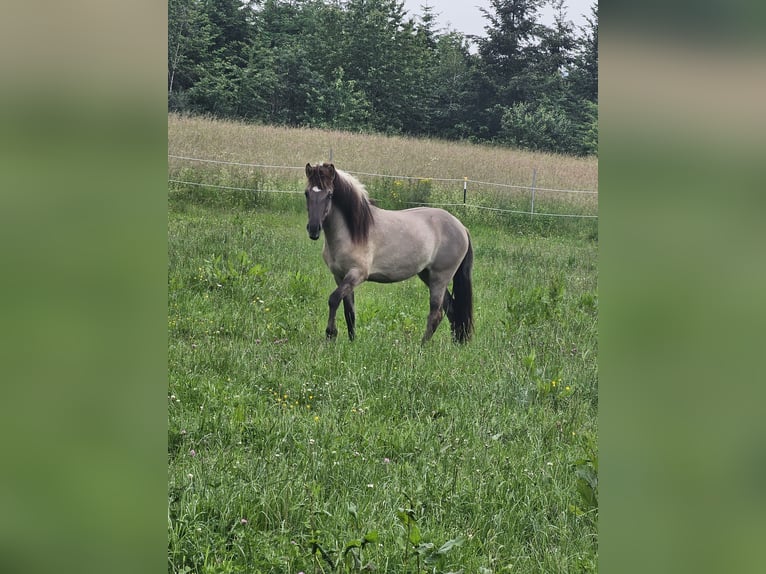 Islandpferd Stute 3 Jahre 140 cm Falbe in Wissen