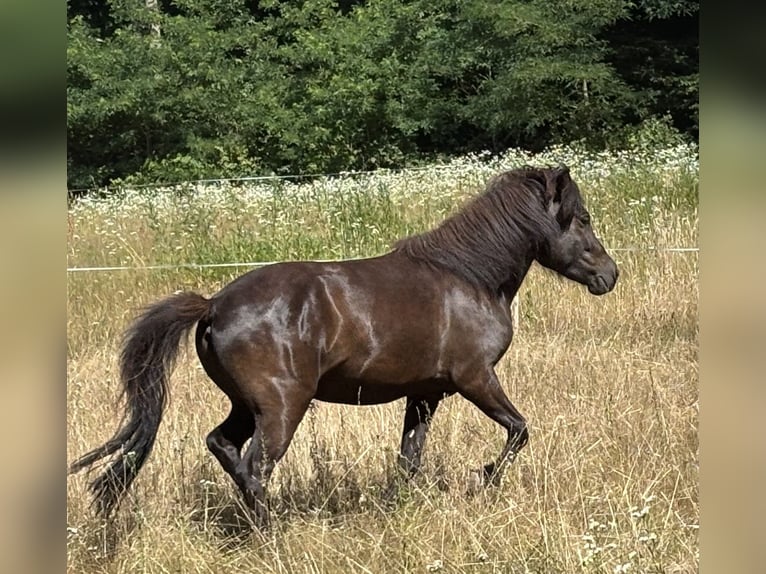 Islandpferd Stute 3 Jahre 140 cm Rappe in Blieskastel