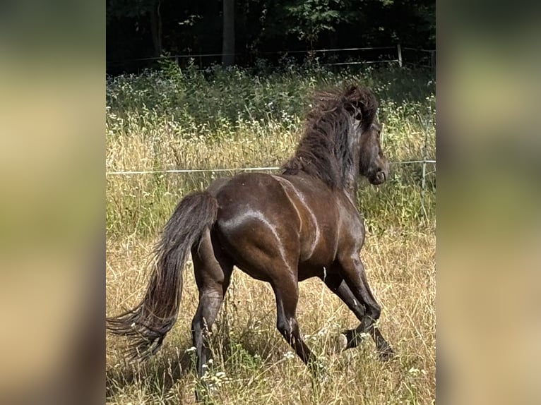 Islandpferd Stute 3 Jahre 140 cm Rappe in Blieskastel
