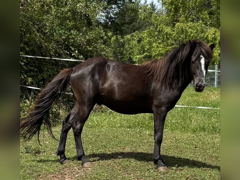 Islandpferd Stute 3 Jahre 140 cm Rappe in Blieskastel