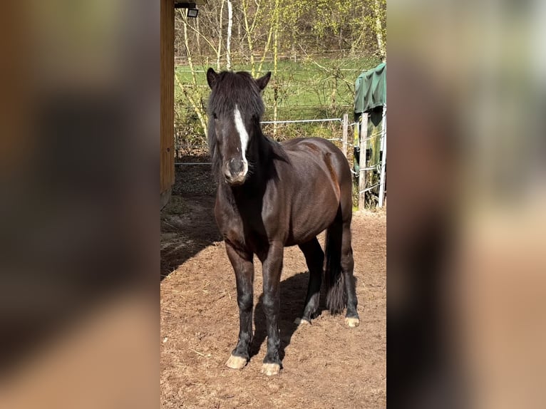 Islandpferd Stute 3 Jahre 140 cm Rappe in Blieskastel