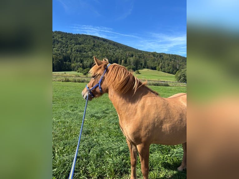 Islandpferd Stute 3 Jahre 140 cm Rotfuchs in Anger