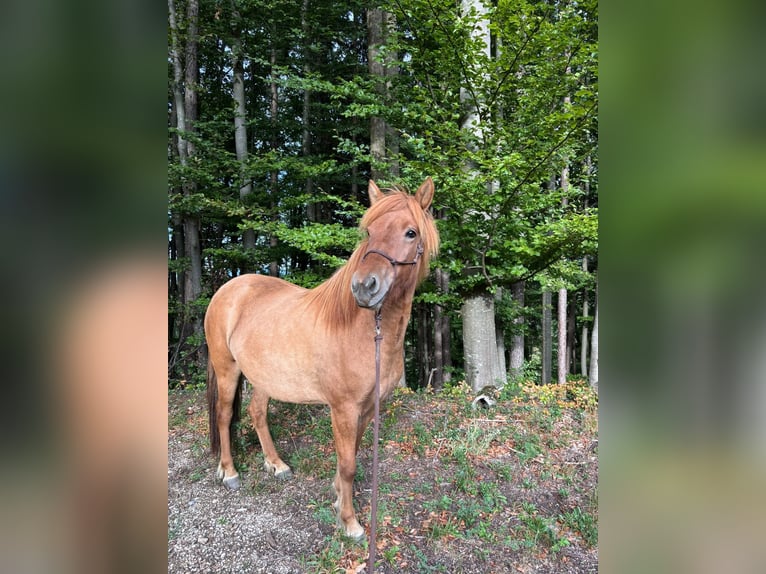 Islandpferd Stute 3 Jahre 140 cm Rotfuchs in Anger