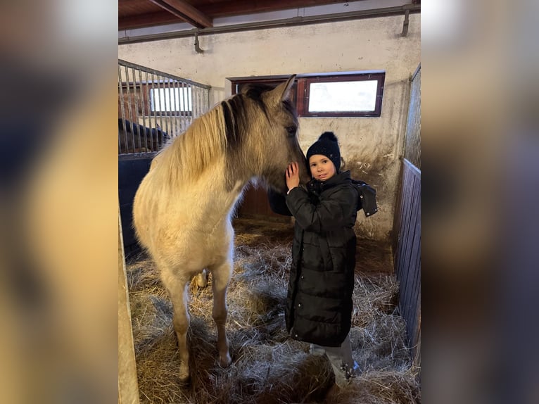 Islandpferd Mix Stute 3 Jahre 140 cm Schecke in Győrújbarát
