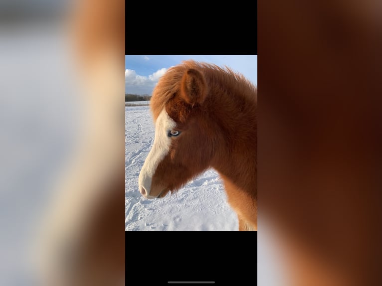 Islandpferd Stute 3 Jahre 142 cm Dunkelfuchs in Middelfart
