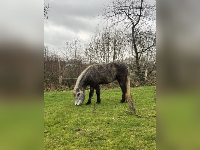 Islandpferd Stute 3 Jahre 143 cm Rappschimmel in Kiel