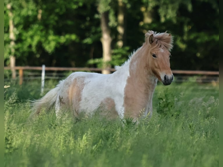 Islandpferd Stute 3 Jahre 144 cm Schecke in Winterswijk Kotten