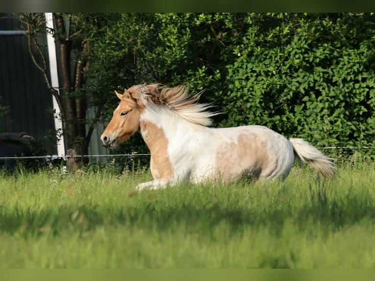 Islandpferd Stute 3 Jahre 144 cm Schecke in Winterswijk Kotten