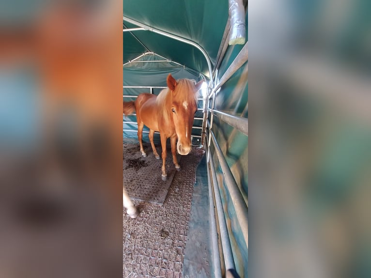 Islandpferd Stute 3 Jahre 150 cm Fuchs in Zerf