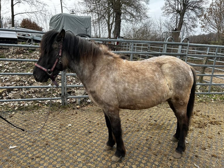 Islandpferd Stute 3 Jahre Blauschimmel in Saalburg-Ebersdorf