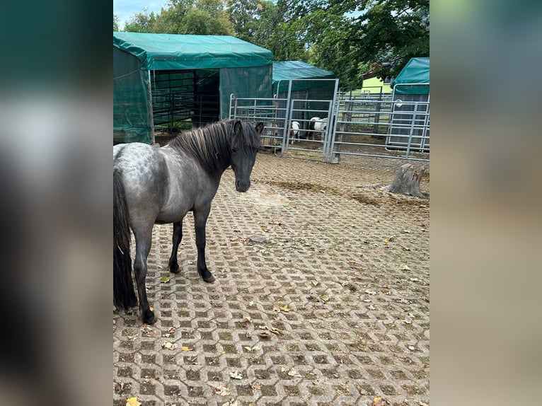 Islandpferd Stute 3 Jahre Blauschimmel in Saalburg-Ebersdorf