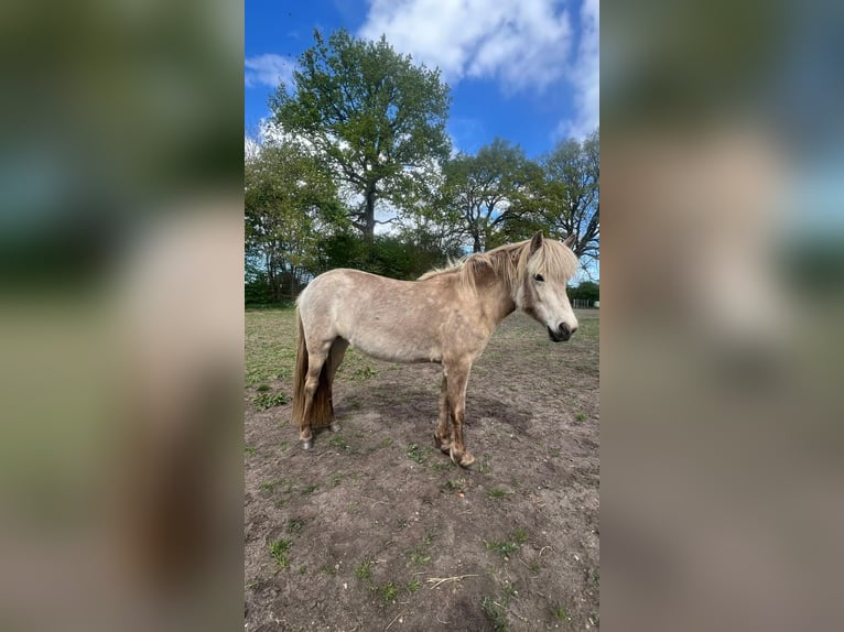 Islandpferd Stute 3 Jahre in Blunk