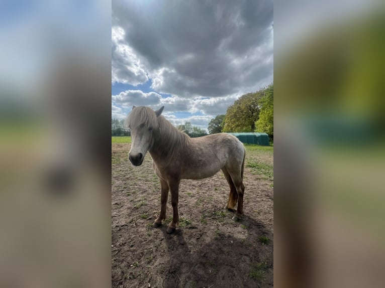 Islandpferd Stute 3 Jahre in Blunk