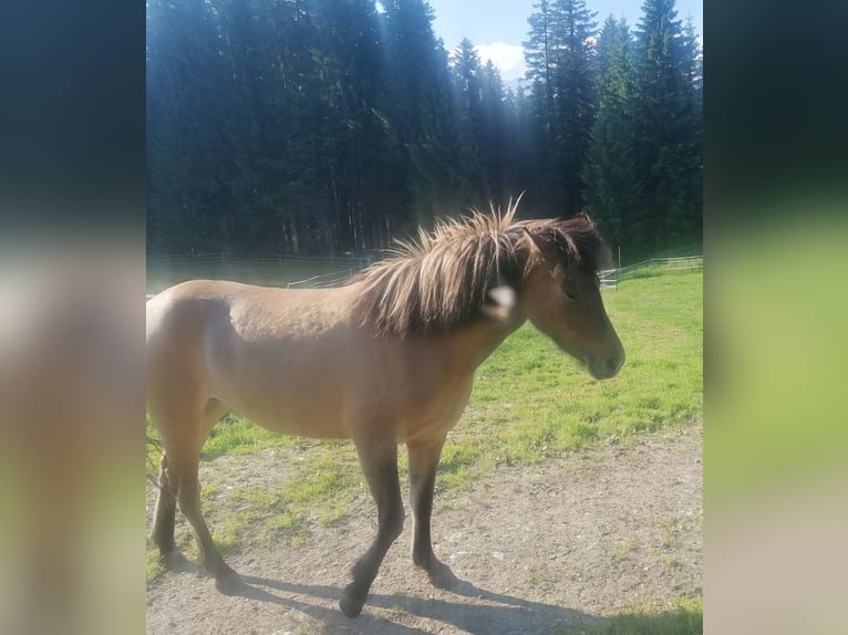 Islandpferd Stute 3 Jahre Falbe in Seefeld